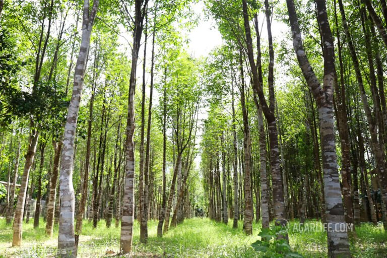 A journey of knowledge about agarwood